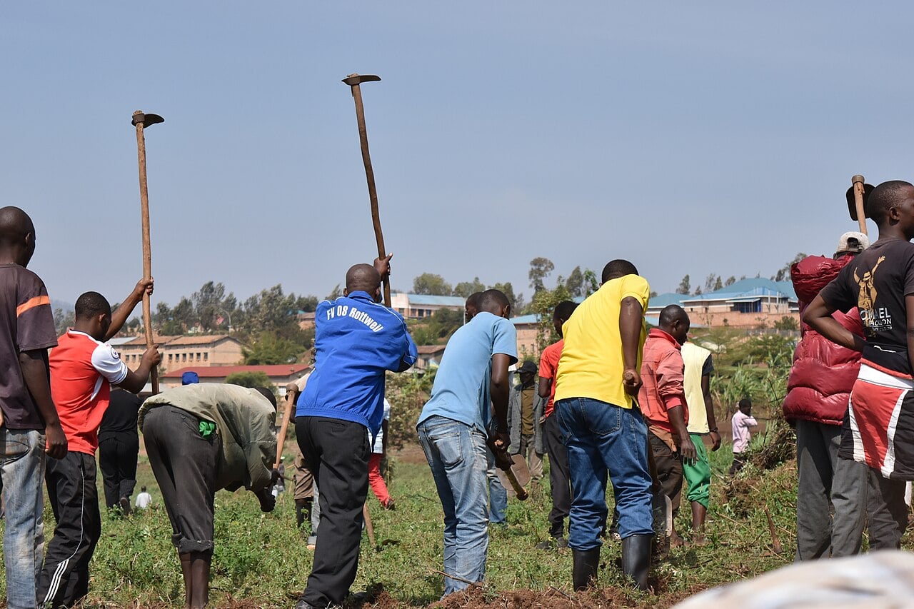 Residents of a Rwandan town working a field with hoes during Umuganda community work day