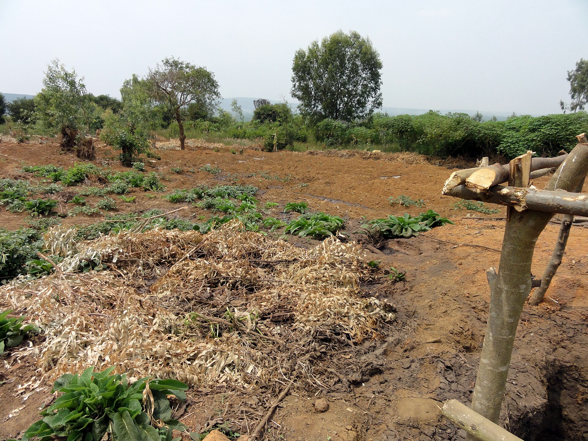 Vegetable beds and mulch in a school garden in Rilima, Rwanda, with trees and hills behind
