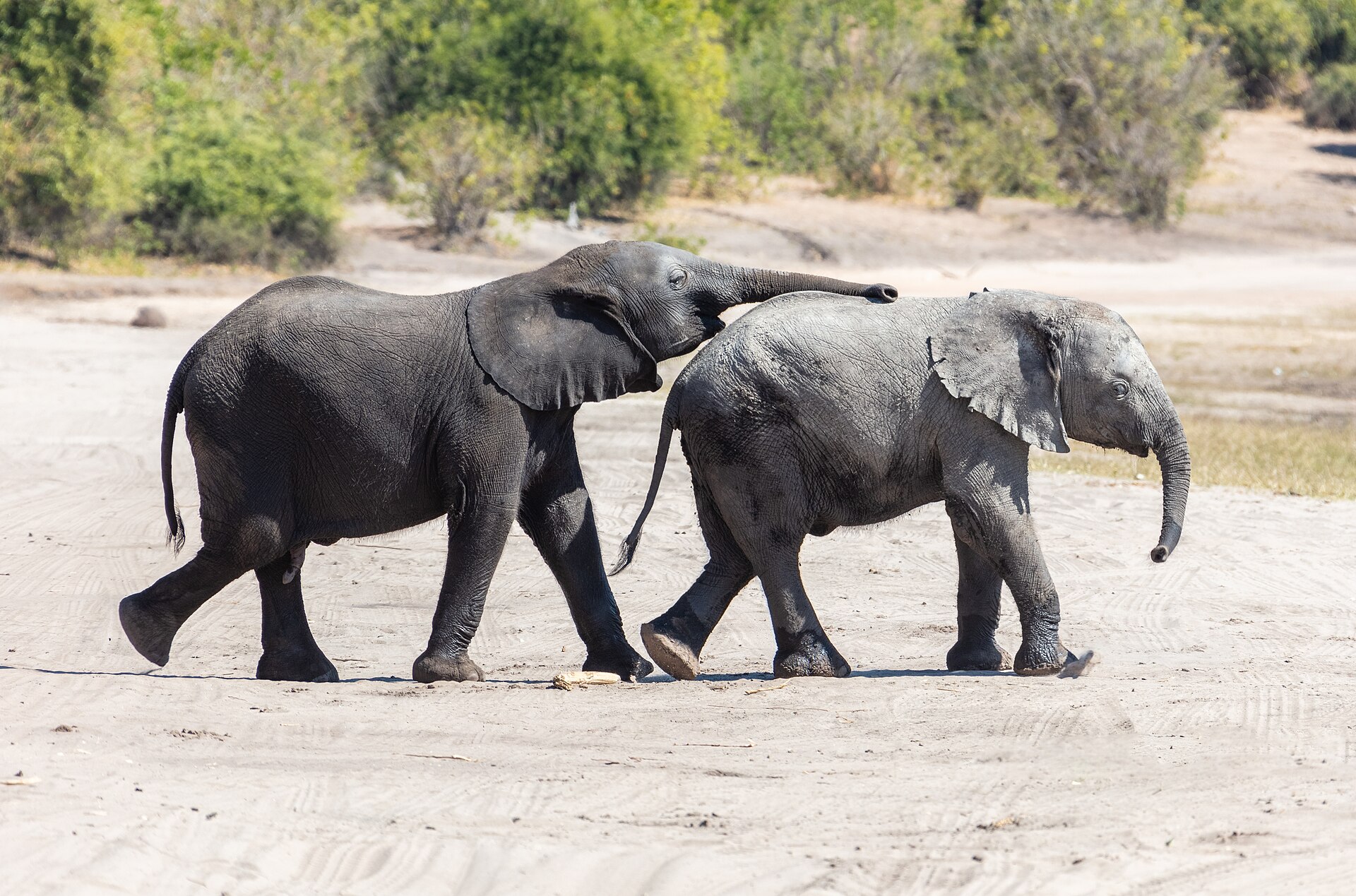 Two young African elephants walk one behind the other across a sandy track with bushes behind them