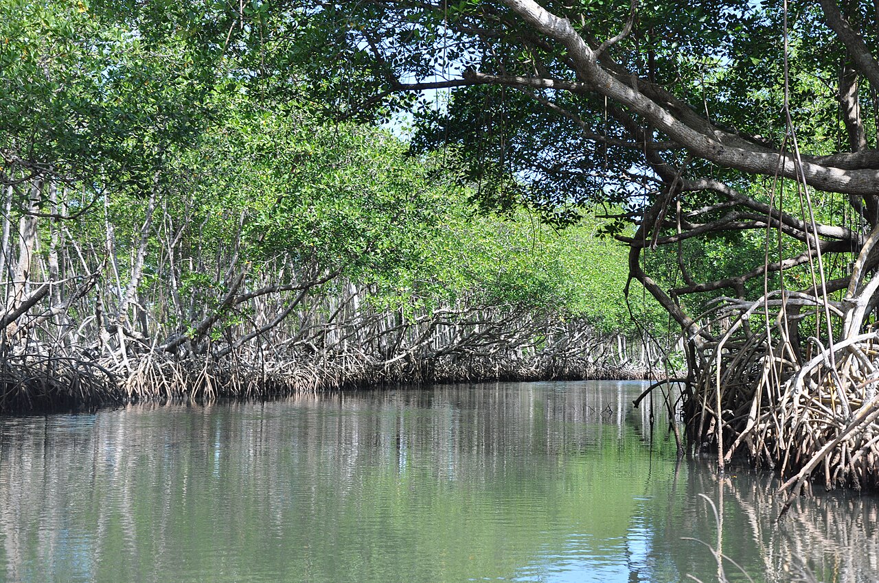 Mangroves in Los Haitises National Park, Samaná peninsula