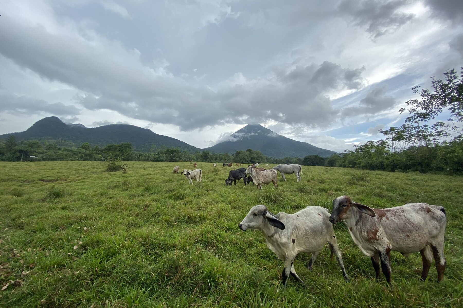Cattle grazing in front of Arenal and Cerro Chato volcanoes near La Fortuna, San Carlos, Costa Rica