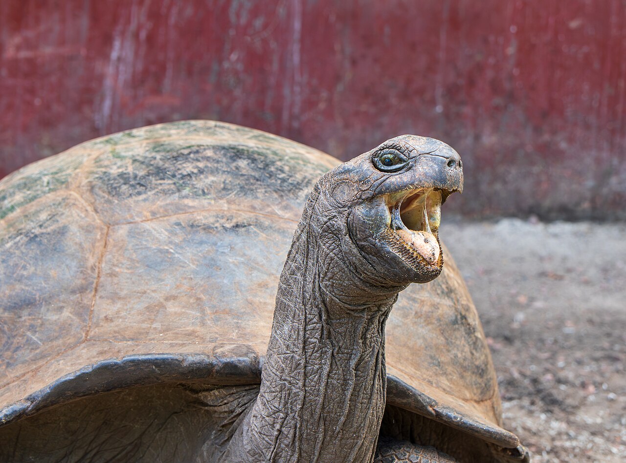 A large Aldabra giant tortoise stretches its neck and opens its mouth in front of a red wall on Curieuse Island, Seychelles