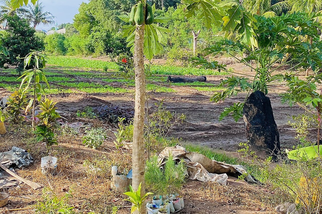 Vegetable plots, a papaya tree and palms on farmland at Afgooye in Lower Shabelle
