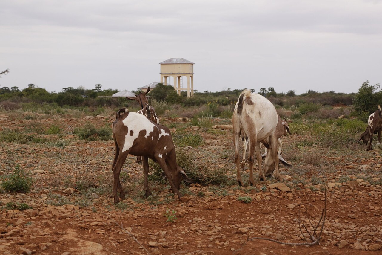 Goats graze on red, stony ground with scrub and a water tower on the edge of Baidoa, Somalia