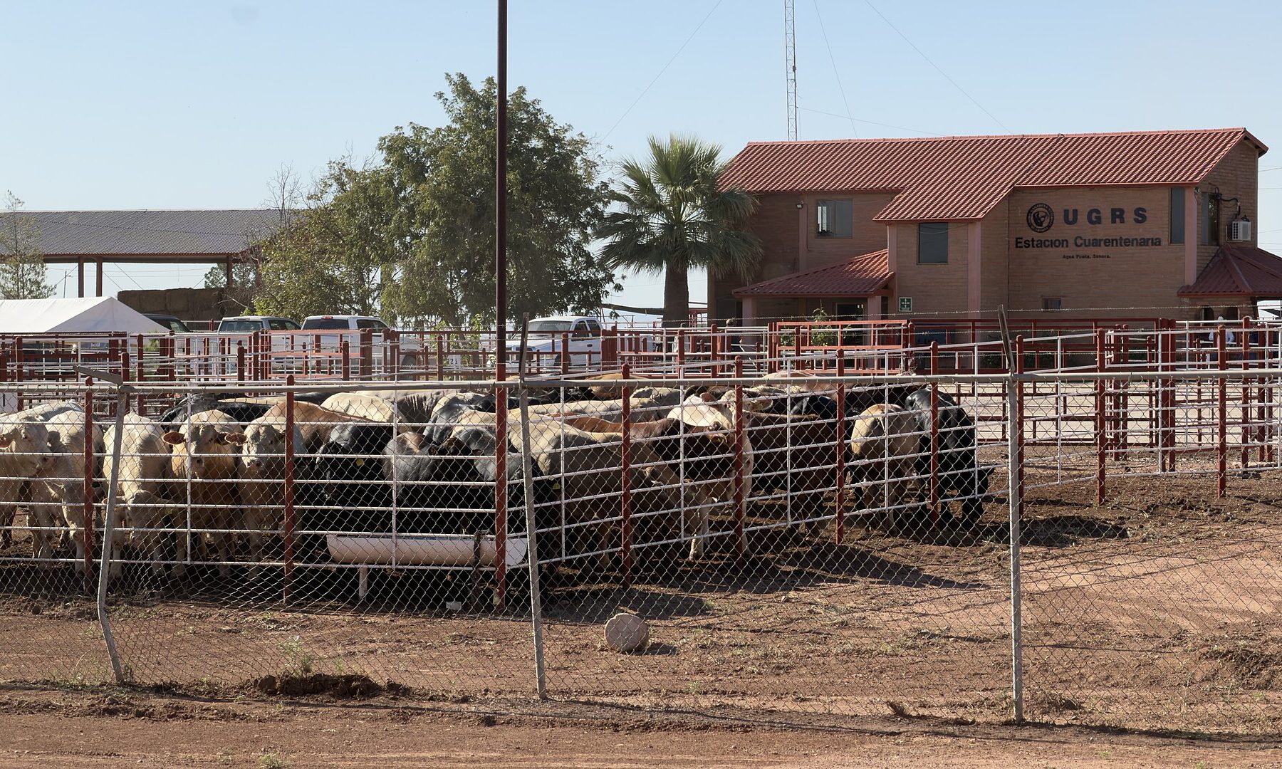 Cattle in pens at the quarantine station in Agua Prieta, Sonora