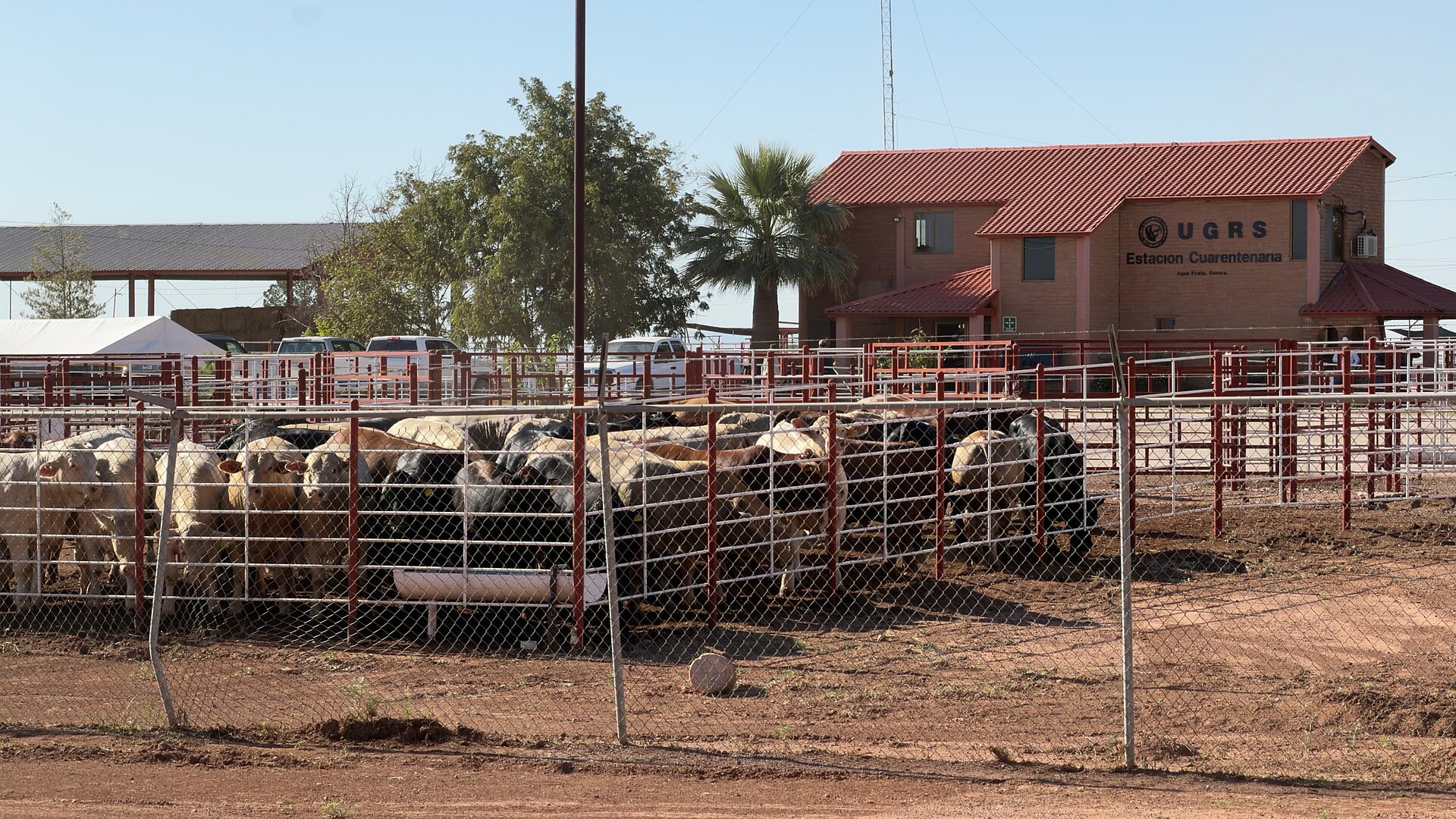 Sonora Cattle Exports Halt After 1 Lesion