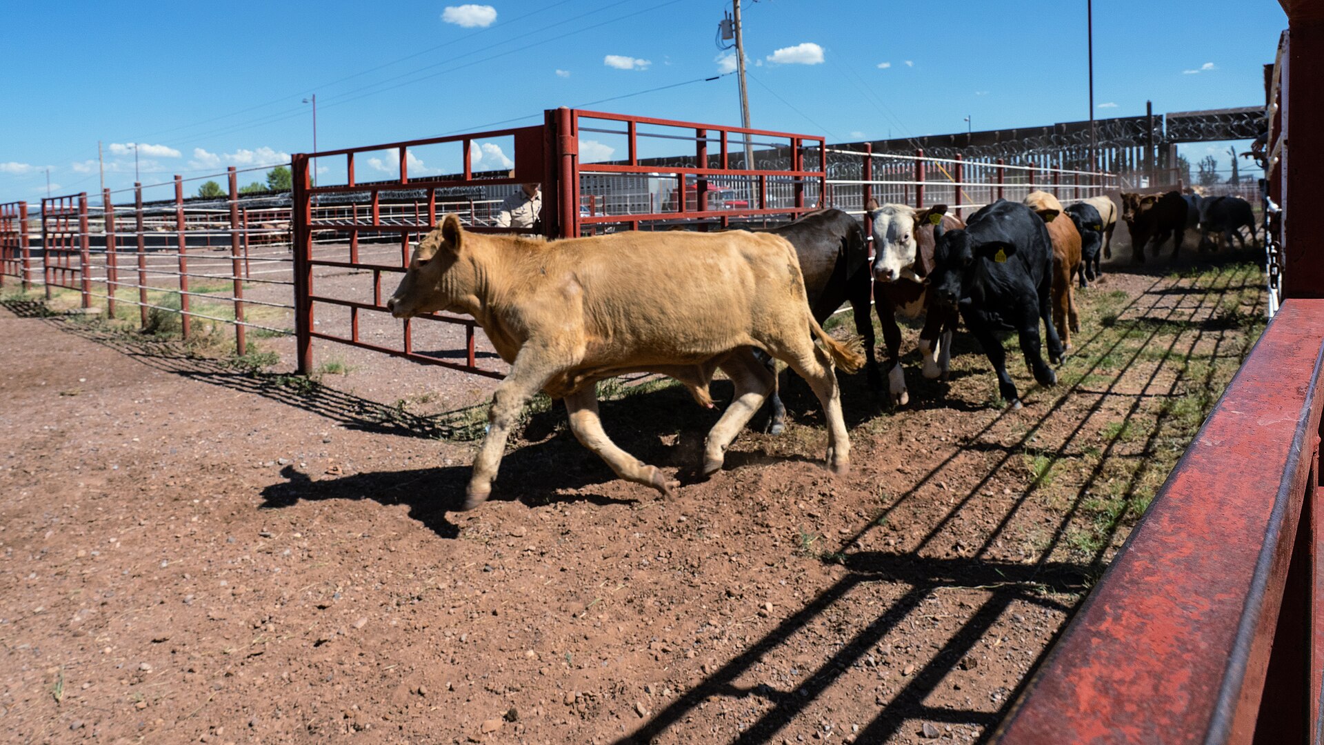 Mexican cattle walking through a pen at the Douglas, Arizona port of entry