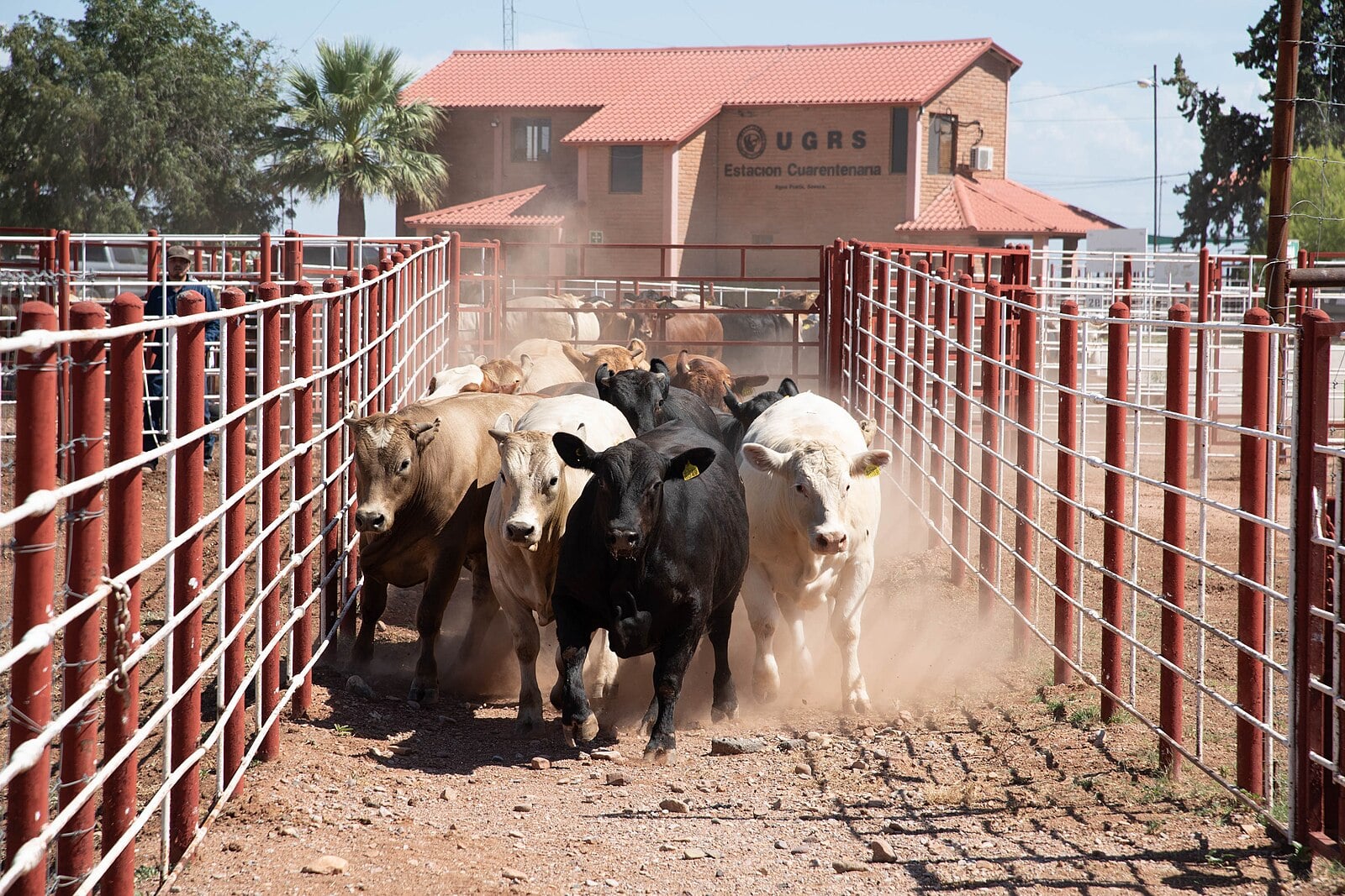 Cattle in pens at the UGRS quarantine station in Agua Prieta, Sonora, Mexico