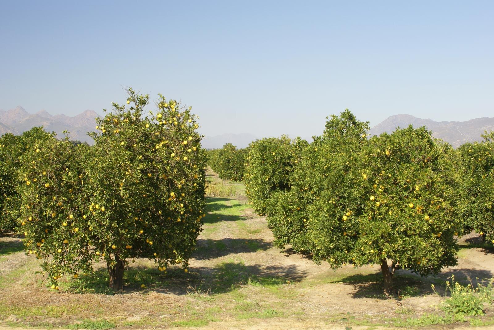 South Africa geopolitics and trade: citrus orchards near Citrusdal in the Western Cape