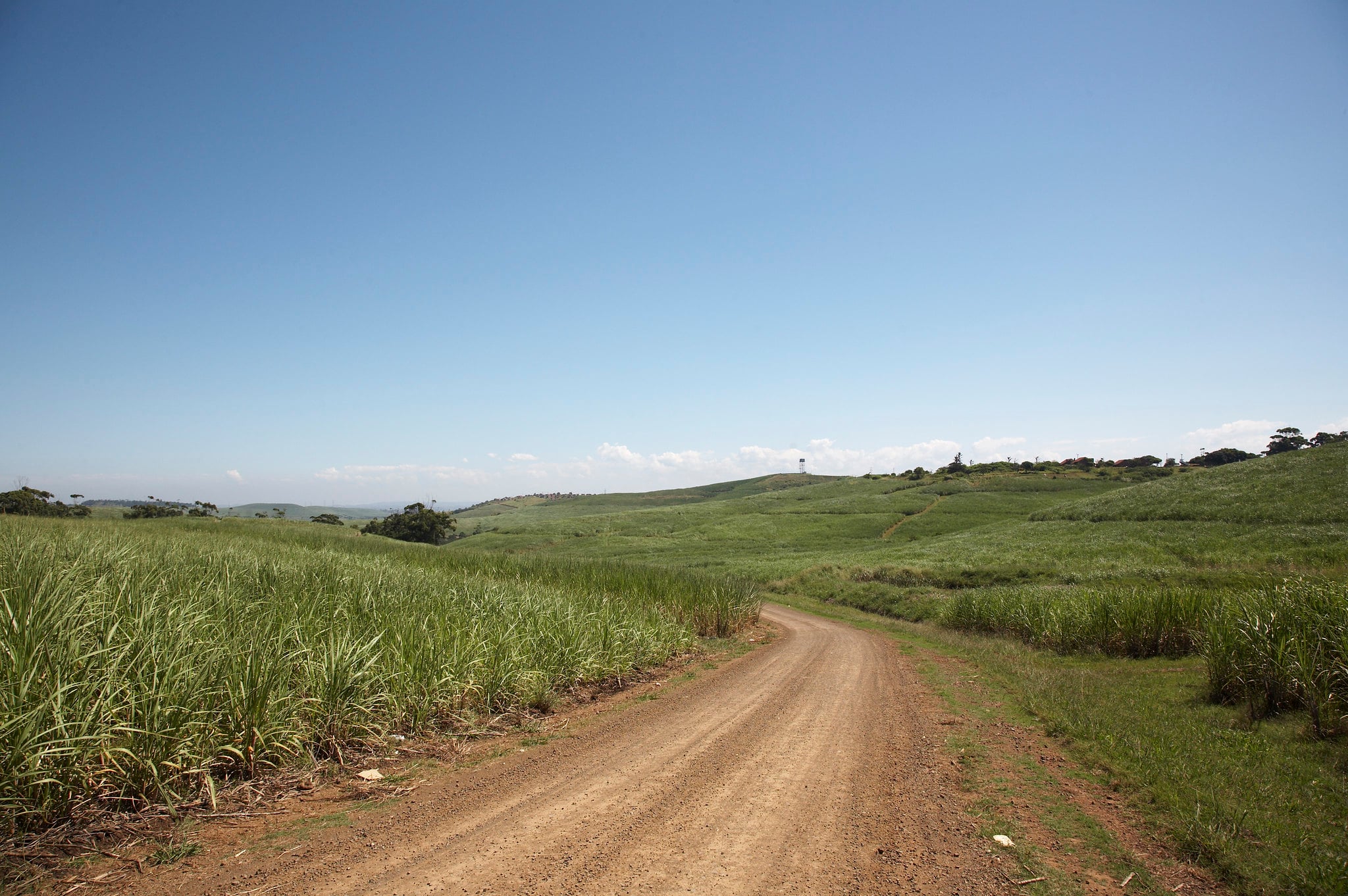 Dirt road through sugar cane fields on rolling hills of the KwaZulu-Natal North Coast, South Africa