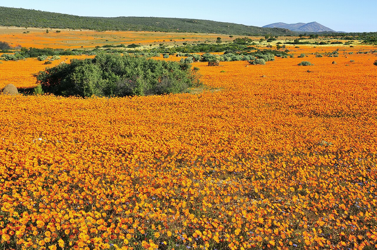 A field of orange Namaqualand daisies with green bushes and low hills in the Northern Cape, South Africa