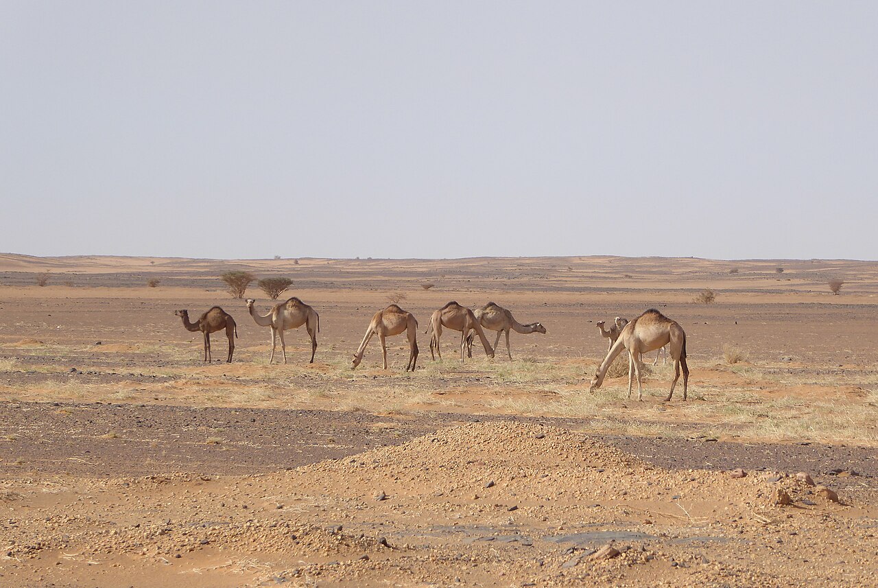 Herd of camels grazing on a flat, sparse desert plain under a pale sky in northern Sudan