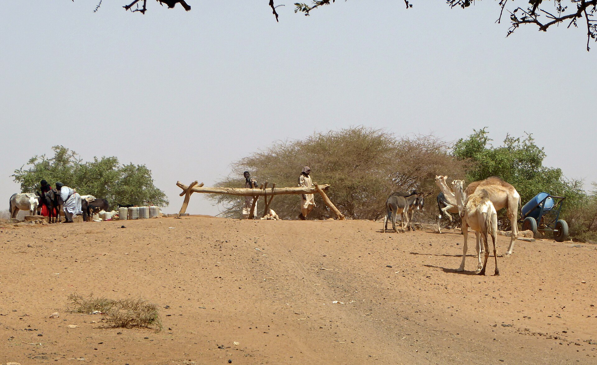 Camels and donkeys beside a wooden well frame on sandy ground in River Nile state, Sudan