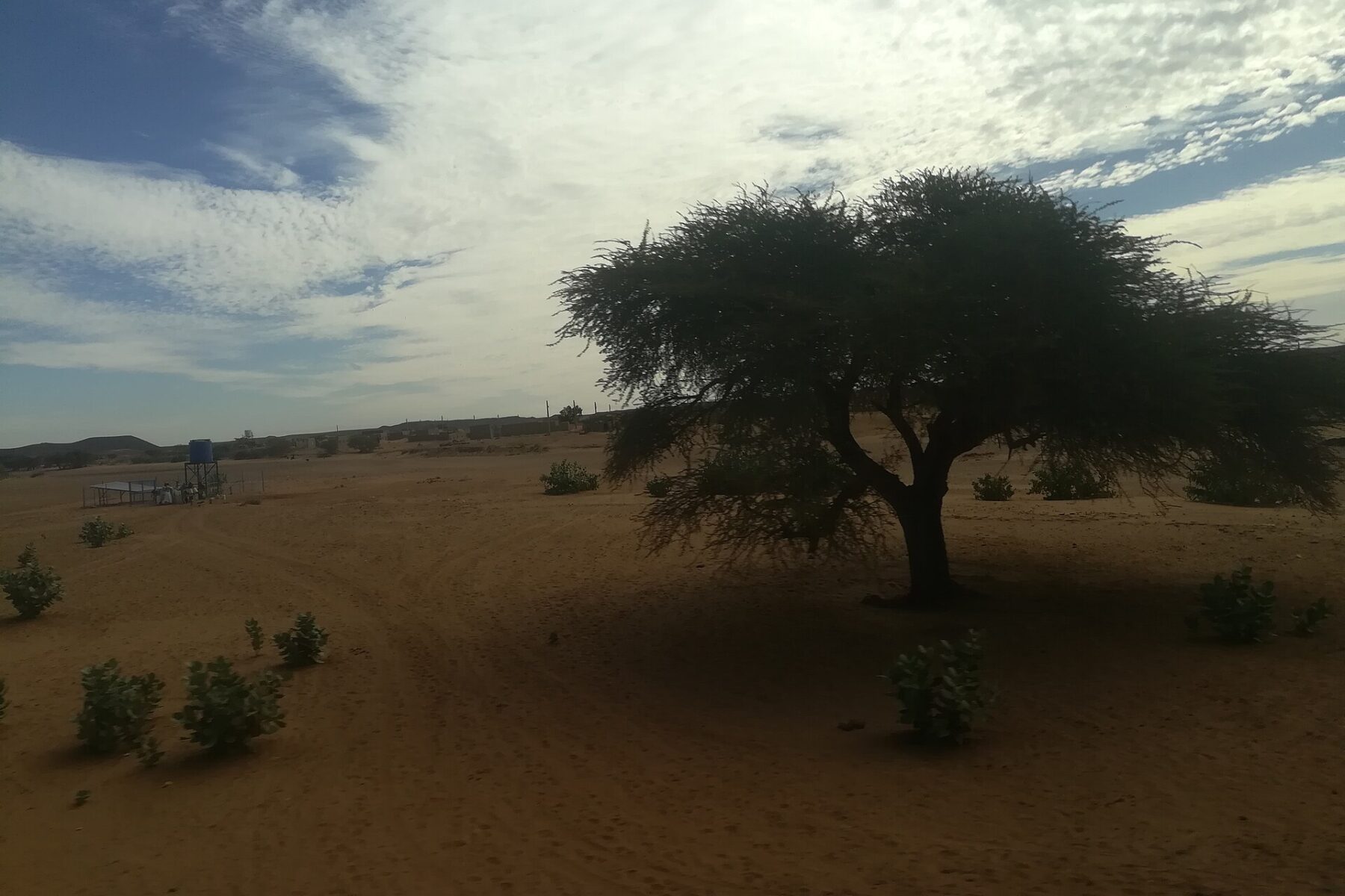Acacia tree and sandy plain under a cloudy winter sky near Atbara in River Nile state, Sudan