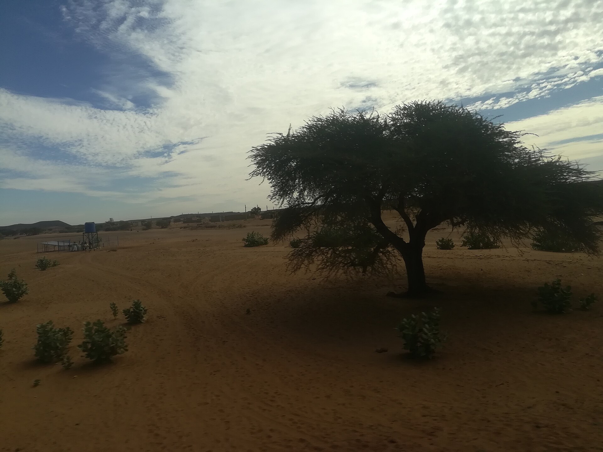 Acacia tree and sandy plain under a cloudy winter sky near Atbara in River Nile state, Sudan