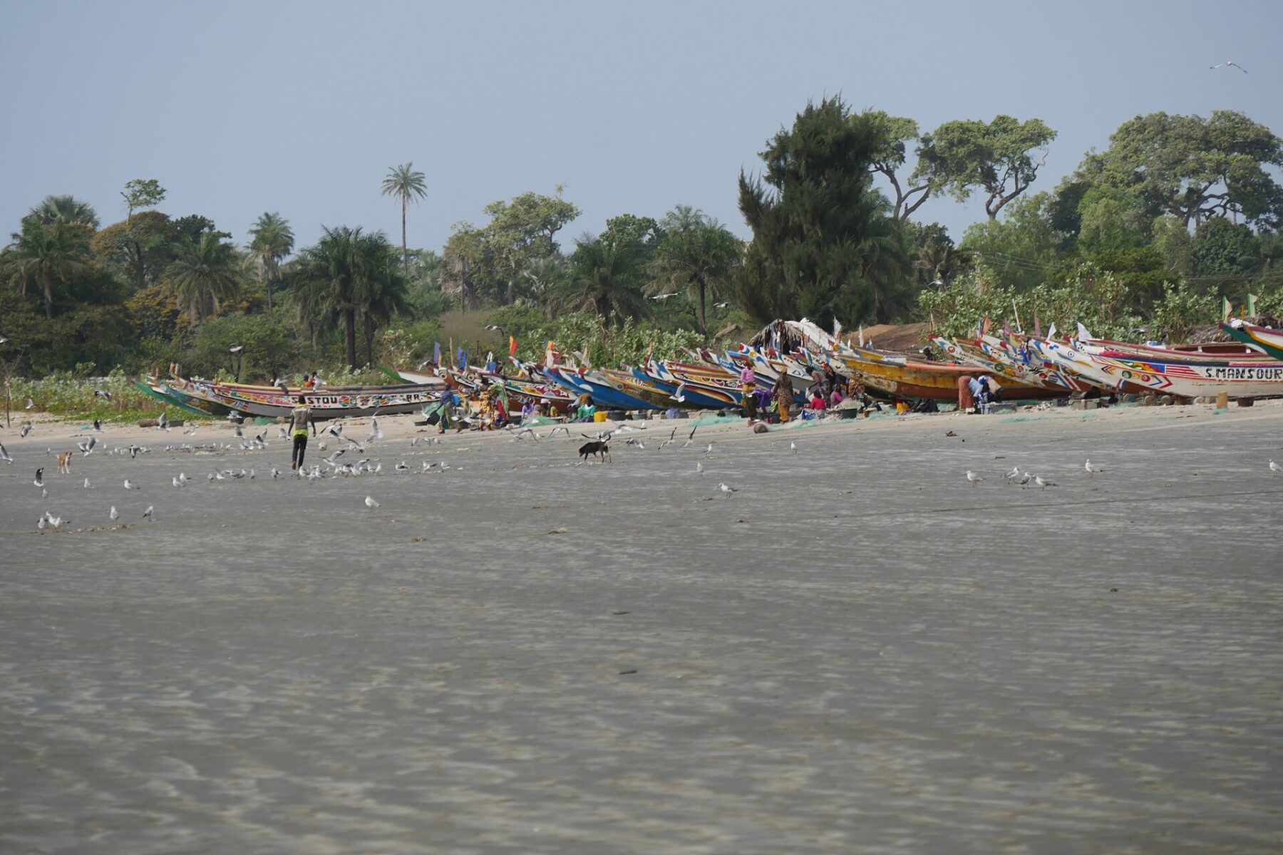 Rows of brightly painted wooden fishing pirogues pulled up on a wide sandy beach at Tanji, The Gambia, with gulls on the sand and palm trees behind