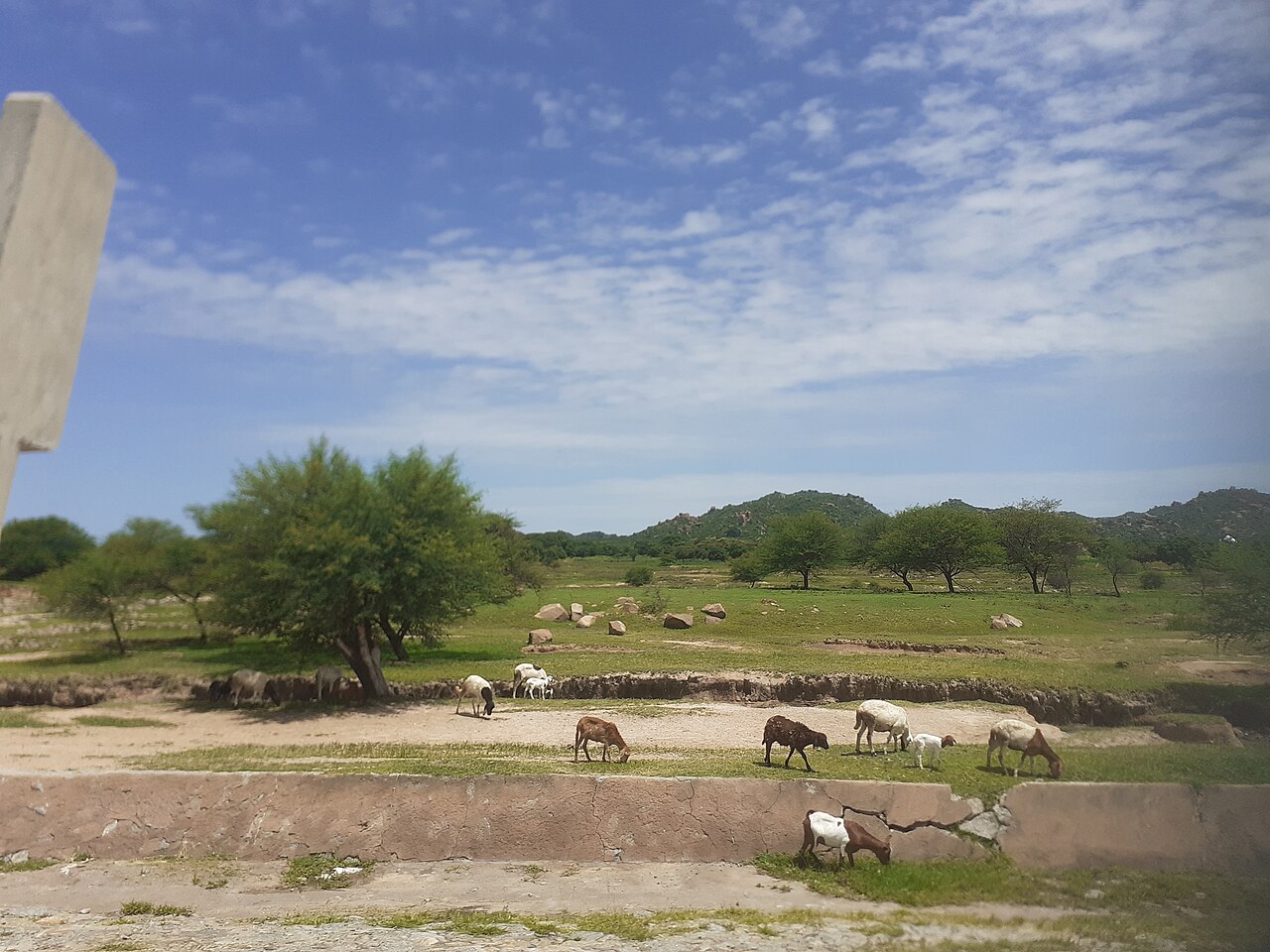Goats grazing beside a cracked concrete drainage channel, with acacia trees and rocky hills behind