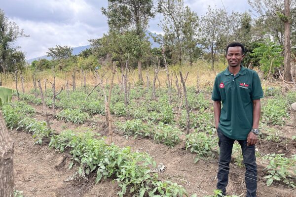 A farmer in a green polo shirt stands beside rows of staked tomato plants with a mountain behind the trees in Tanzania