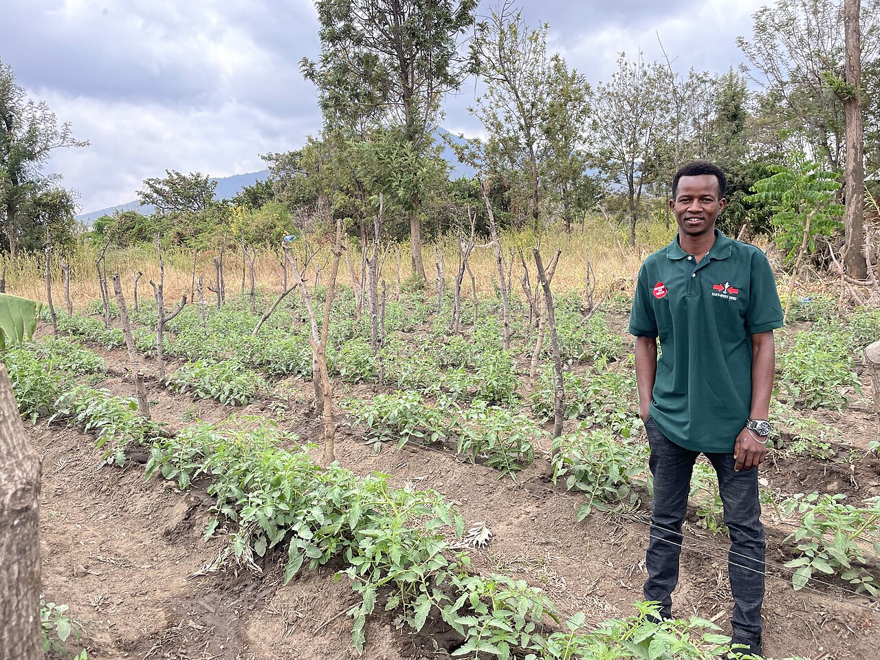 A man in a green polo shirt stands beside rows of staked tomato plants with a mountain behind the trees in Tanzania