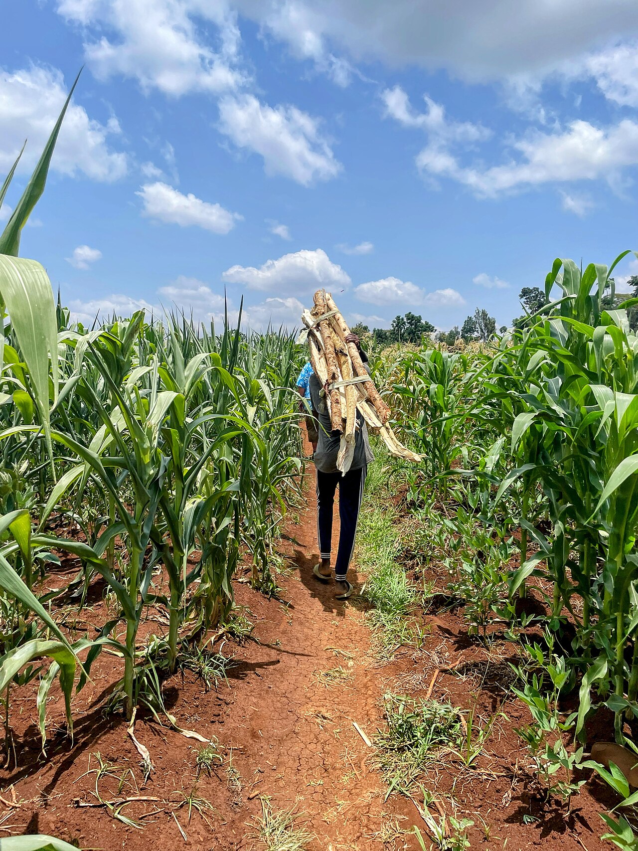 A person carries bundled wooden poles along a red-earth path between rows of tall green maize in Tanzania