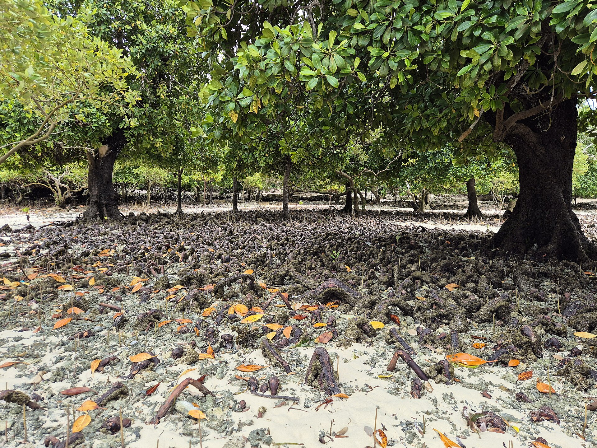 Mangrove trees with exposed aerial roots on muddy coastal ground at Fish Eagle Point, Tanga Region, Tanzania