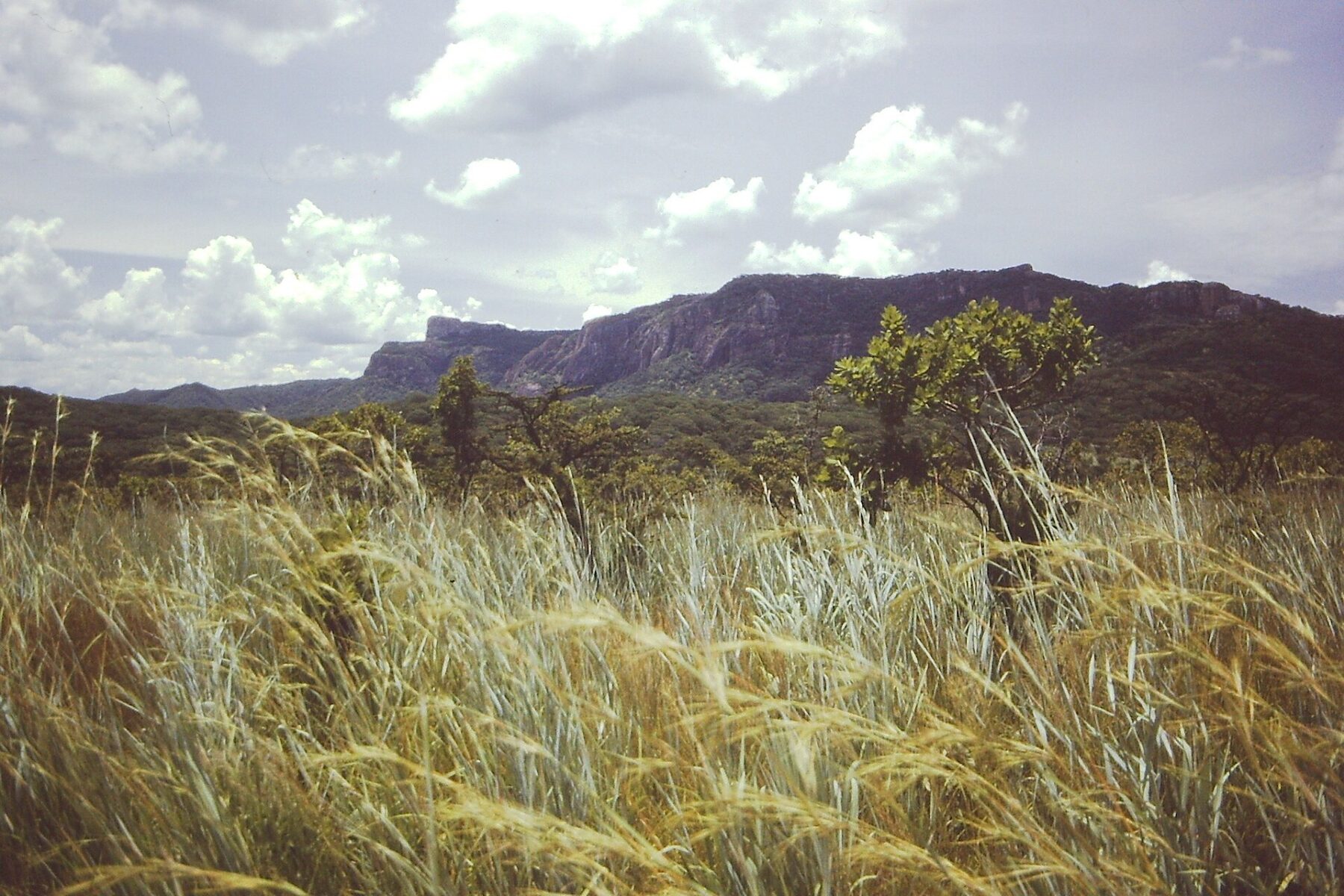 Rift Valley escarpment rising above tall grassland and woodland in Rukwa Region, Tanzania