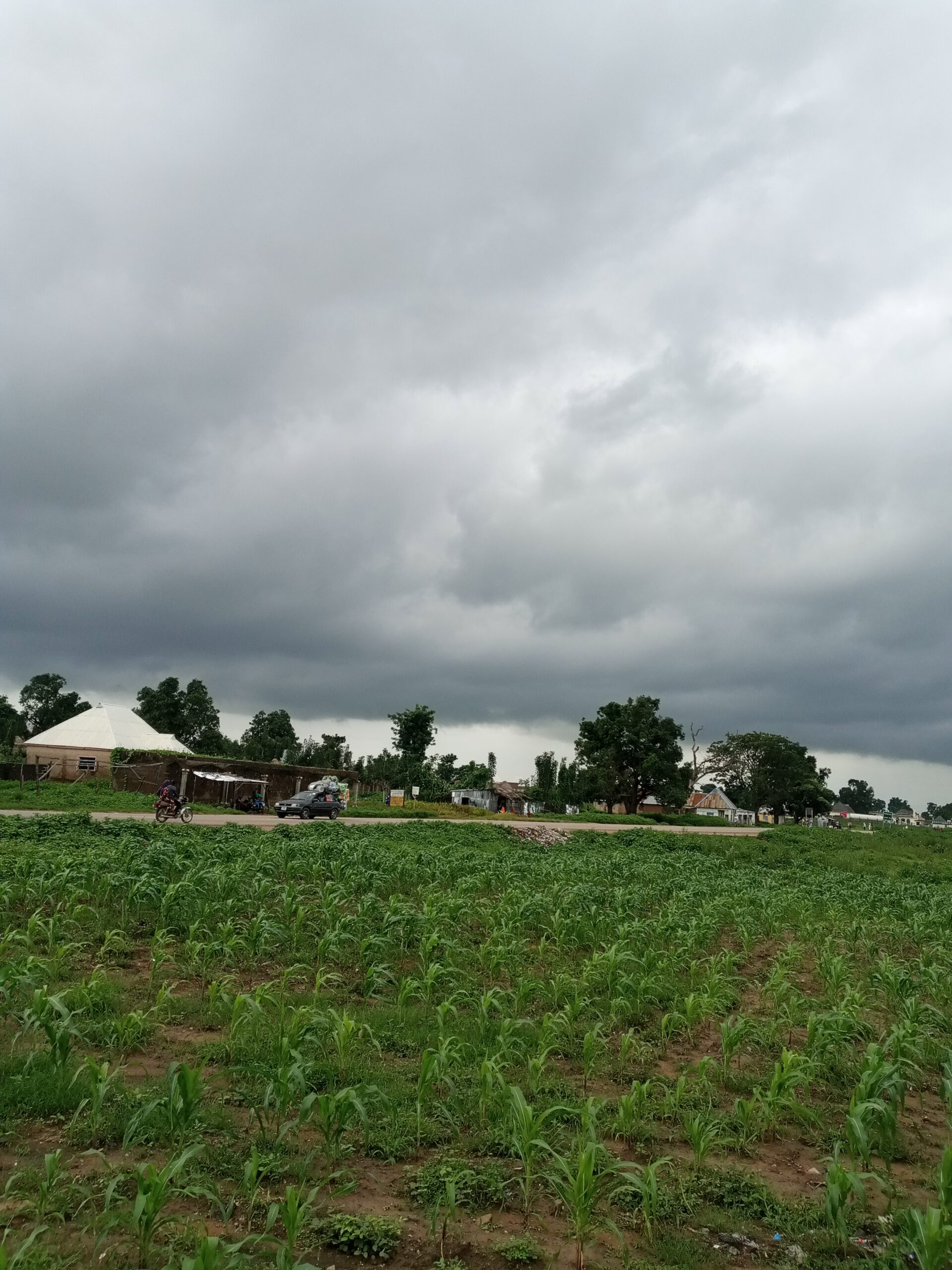 Young maize field beside a road under dark storm clouds in Donga, Taraba State, Nigeria