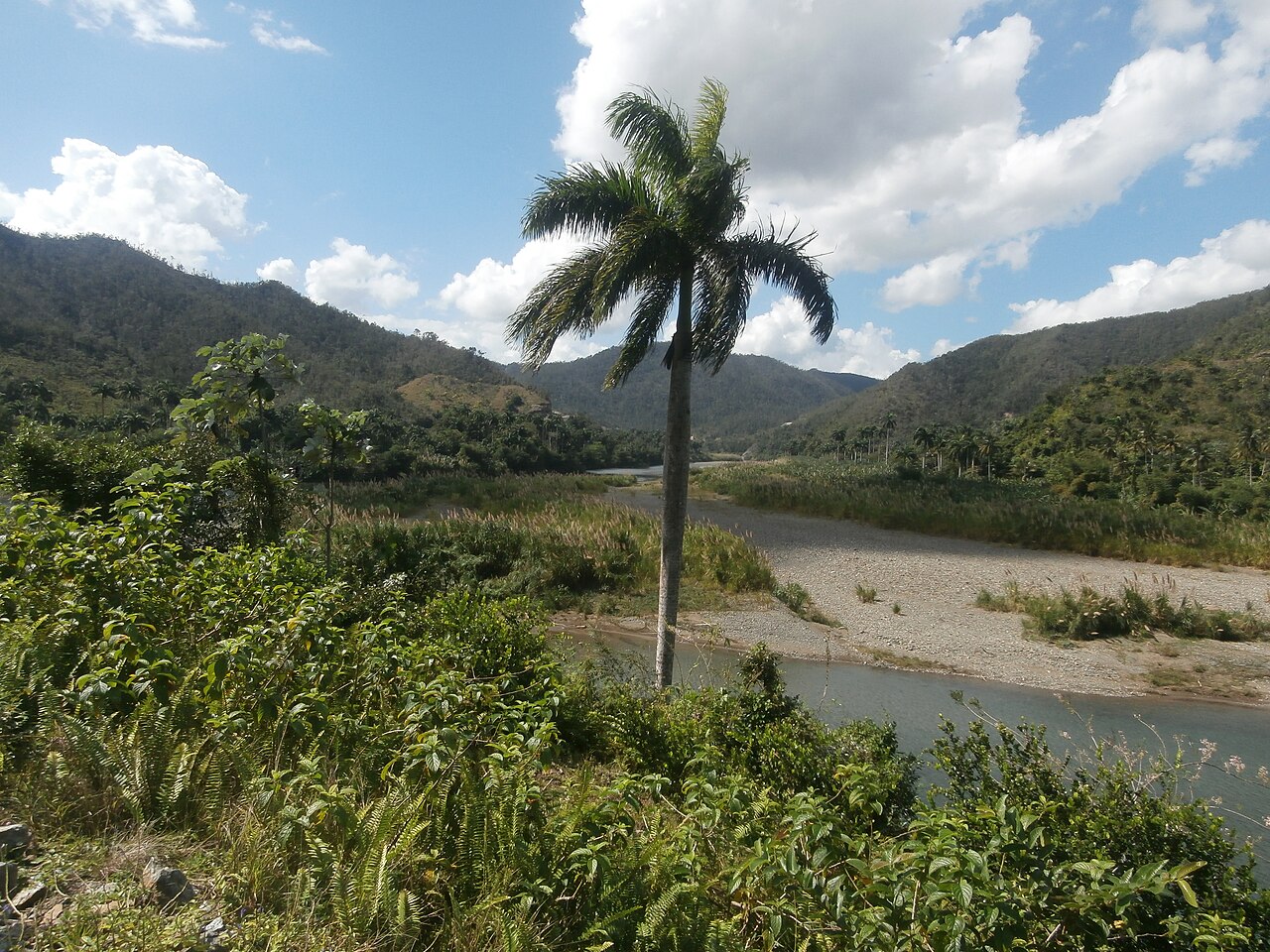 Royal palm above a river valley with gravel banks and green mountains in Guantánamo province, Cuba