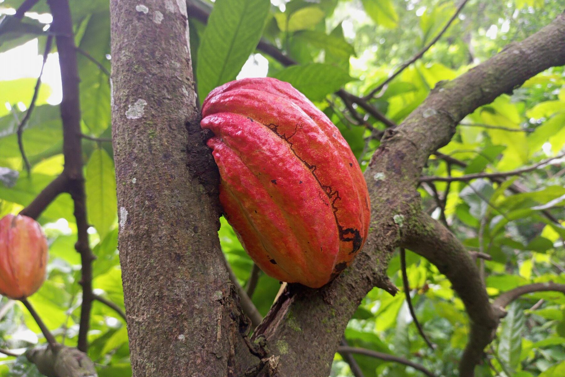 Togo cocoa price: a ripening red cocoa pod on a tree in the Agou forest, Togo