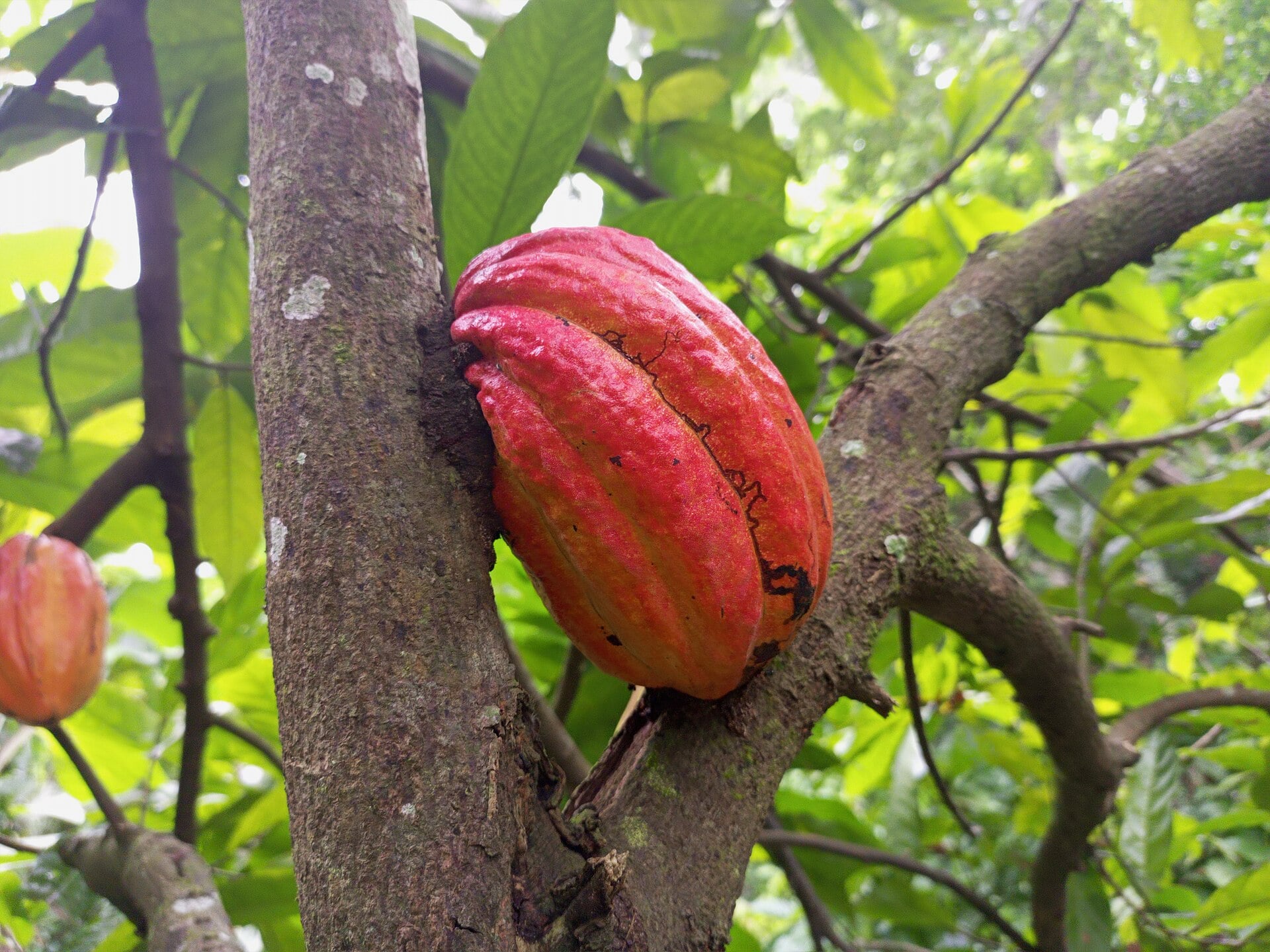 A ripening red cocoa pod on a tree in the Agou forest, Togo