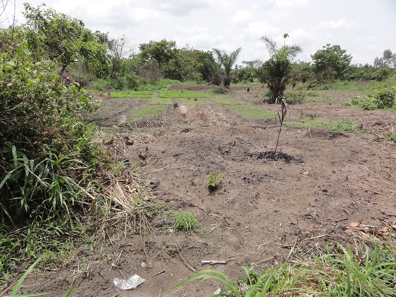 Cleared farmland in Togo with rows of green seedbeds, young palm trees and dry grass mulch