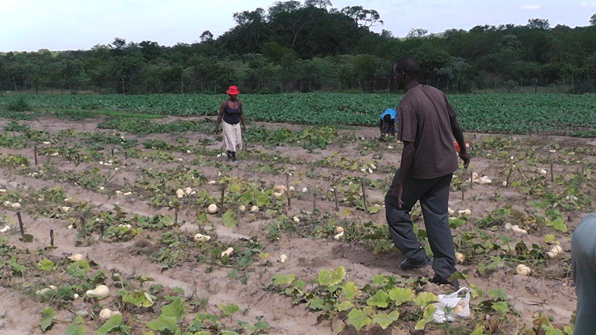 Farmers walk between rows of vegetables and squash in a field at Shurugwi, with trees in the background