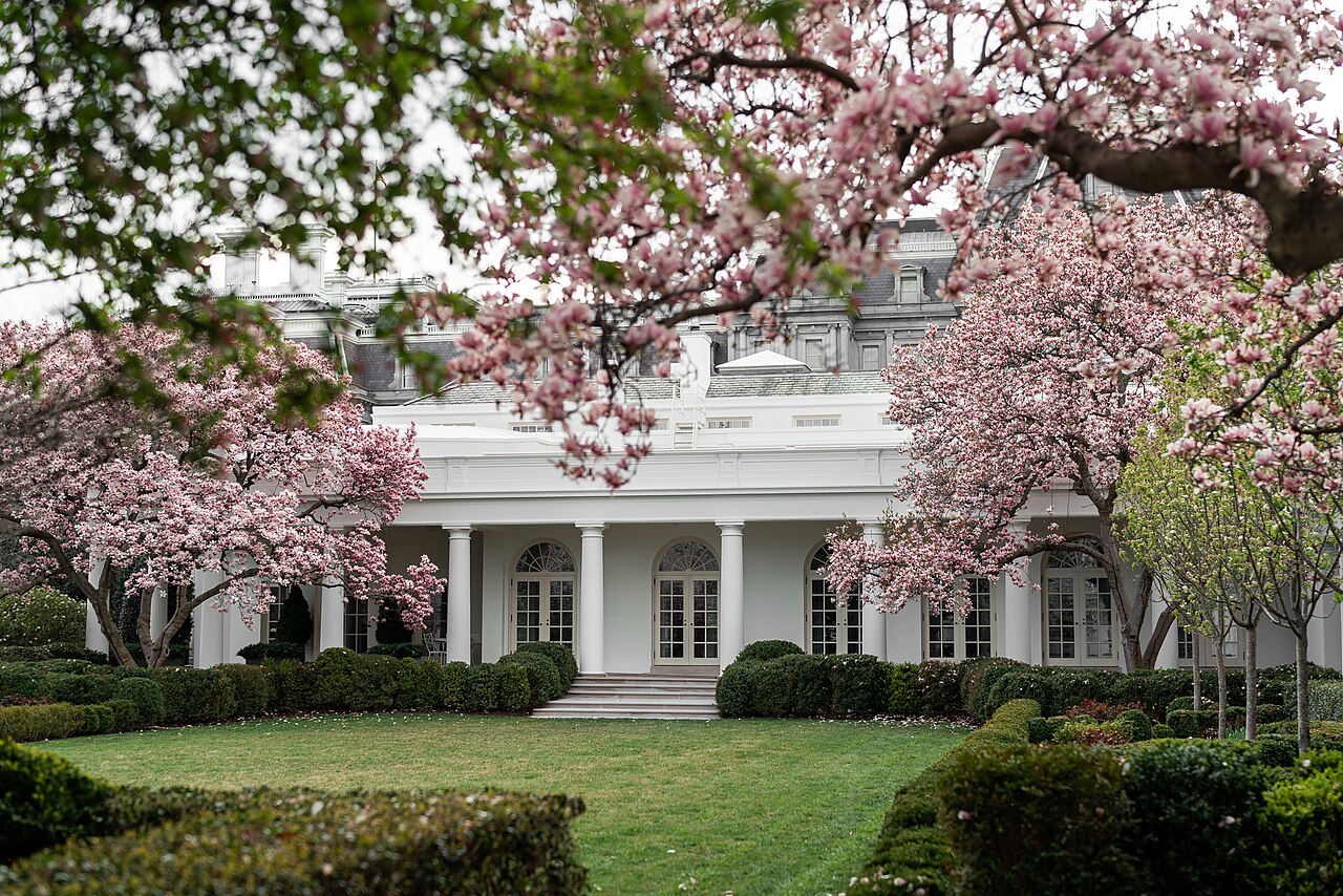 The white colonnade of the White House Rose Garden behind pink magnolia trees and a green lawn in spring