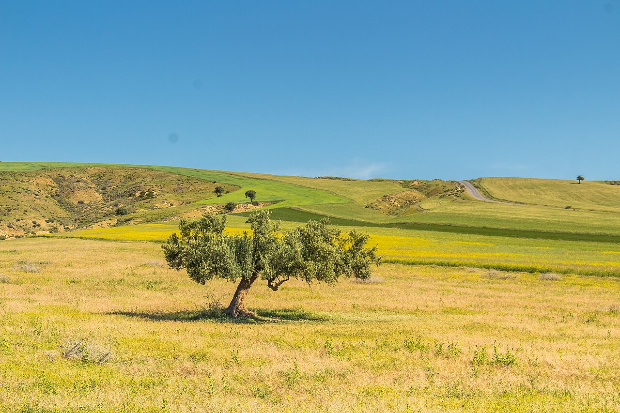 A single olive tree stands in a yellow-green field with rolling hills and a blue sky behind it.