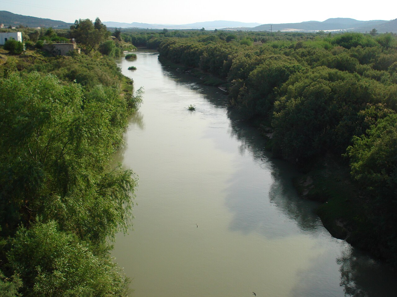The Medjerda river seen from a bridge, a wide green-brown river between dense trees with low hills in the distance.