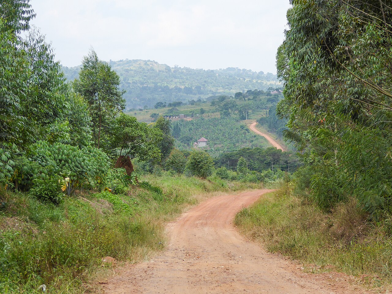 A red dirt road winding through green hills and eucalyptus trees in Mpigi district, Uganda