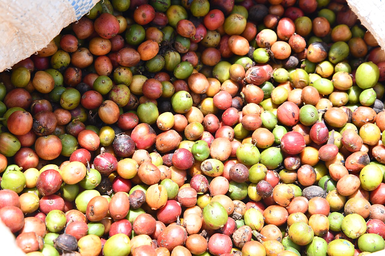 A sack of freshly harvested red, orange and green coffee cherries in Uganda