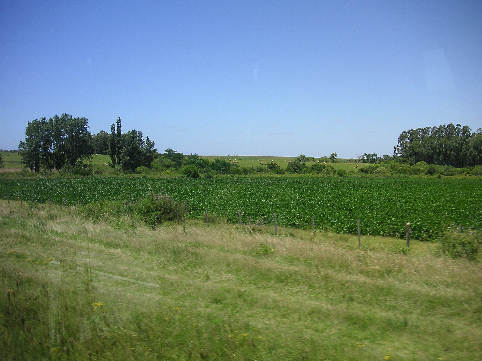 Green farm fields with trees and hay bales under a blue sky in Uruguay