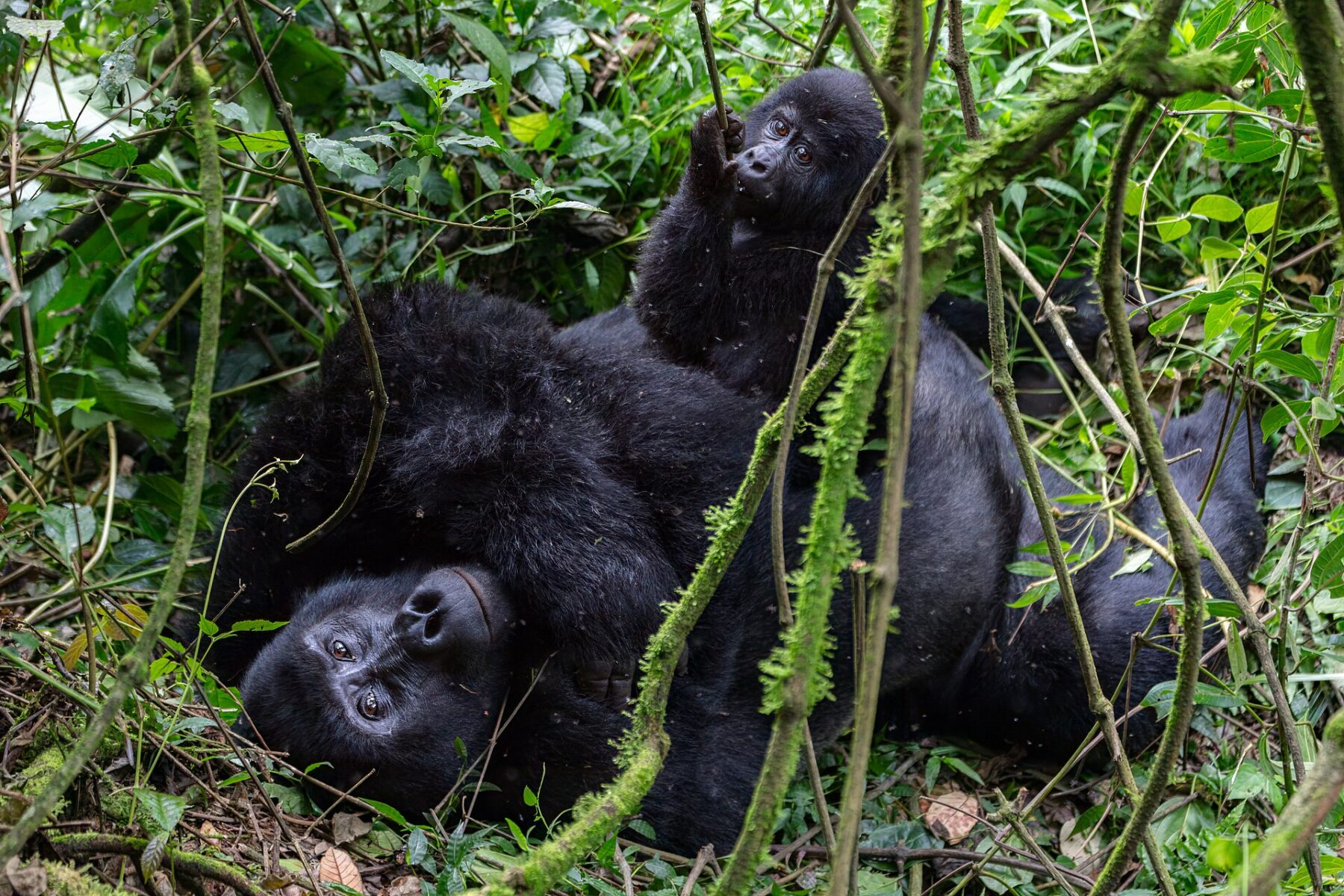 Two mountain gorillas resting among vines and green undergrowth in Bwindi Impenetrable National Park, Uganda