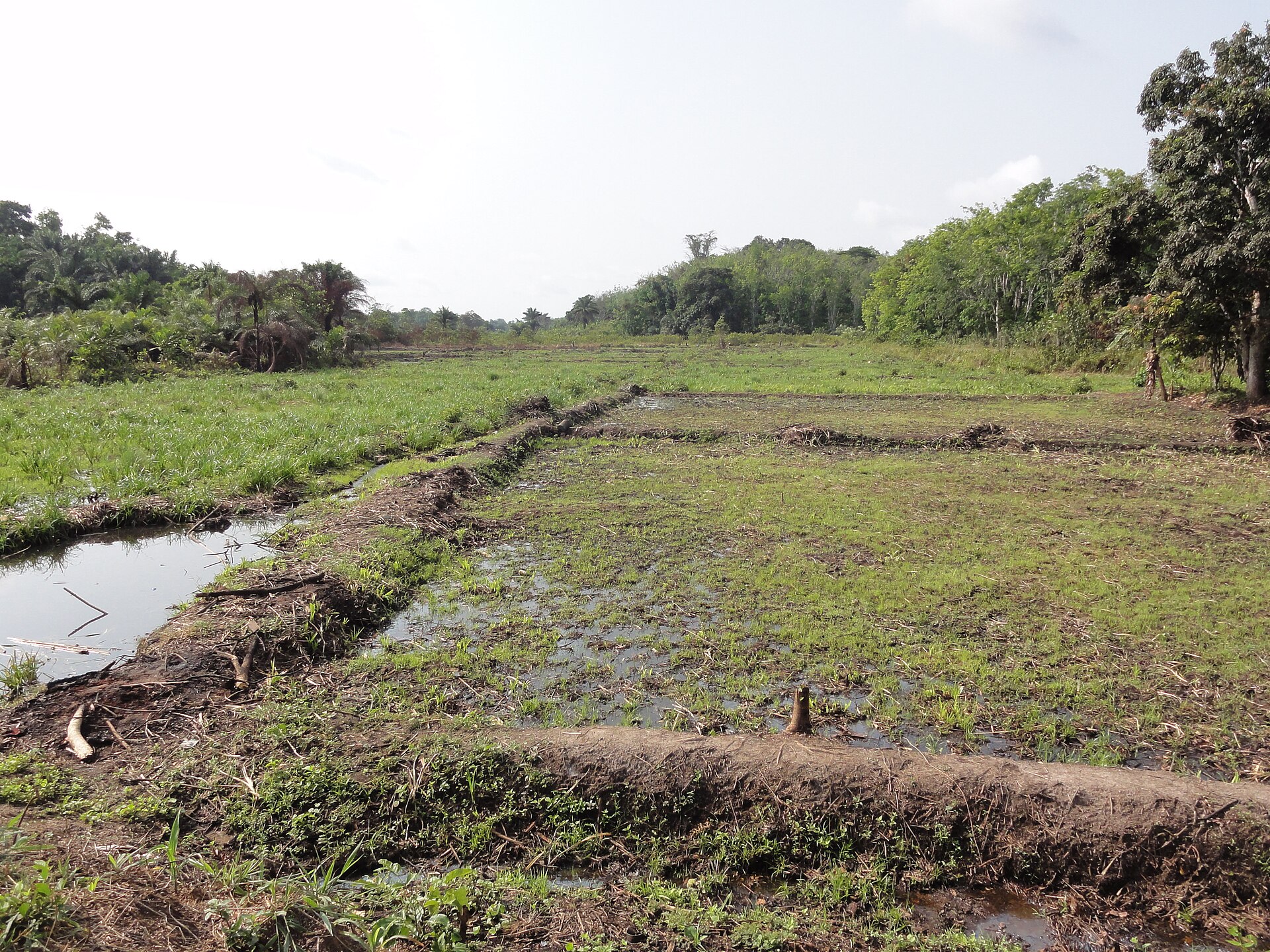 Waterlogged inland-valley rice paddy with earth bunds, surrounded by trees and oil palms in Liberia