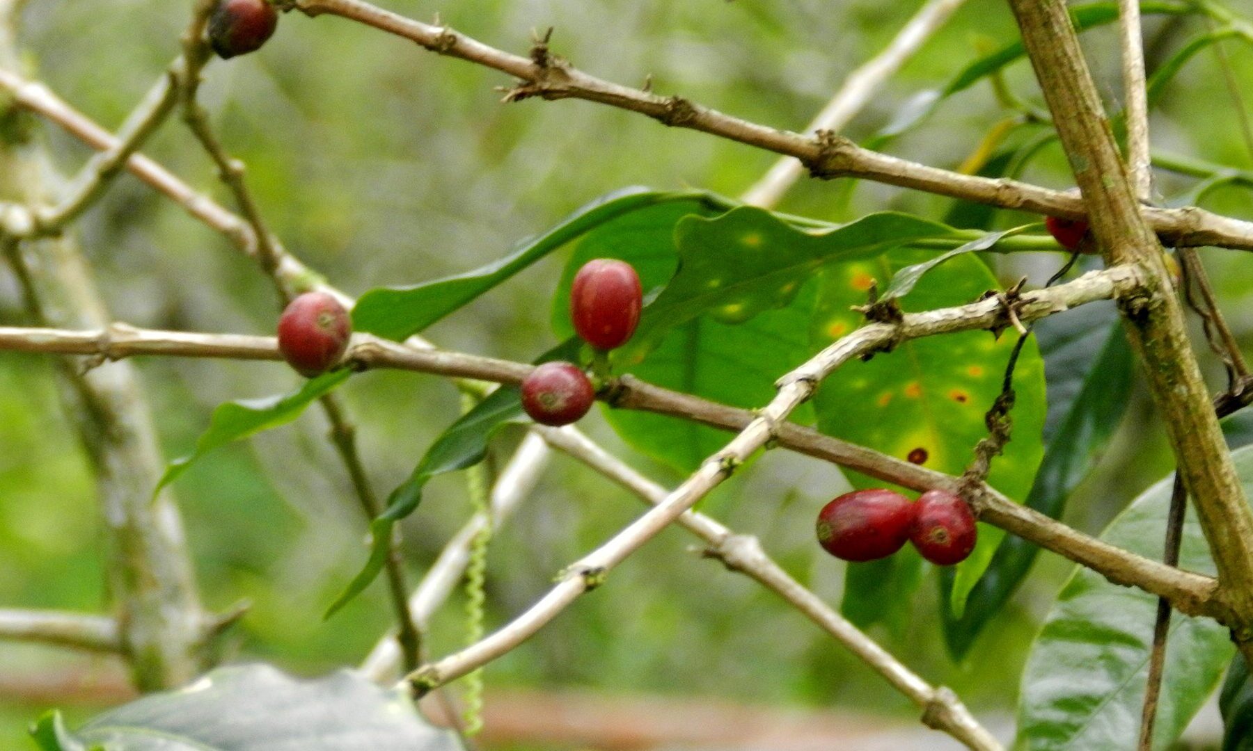 Venezuela coffee growers: red coffee cherries ripening on a branch in the Sierra de San Luis, Falcón state