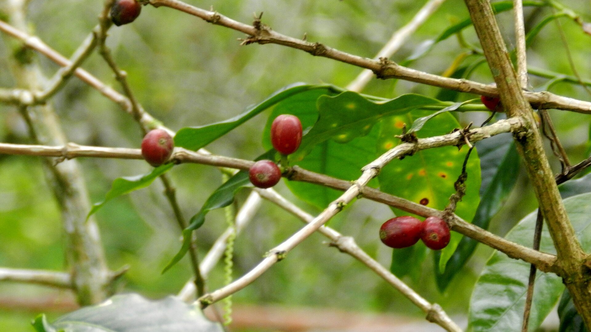 Venezuela coffee growers: red coffee cherries ripening on a branch in the Sierra de San Luis, Falcón state