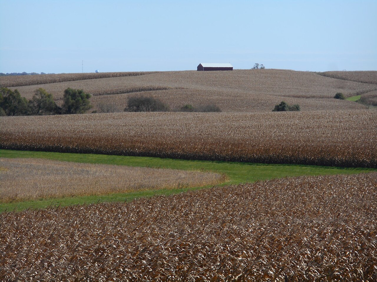 Rolling Iowa farmland with harvest-ready corn fields and a red barn on a distant ridge under a clear sky