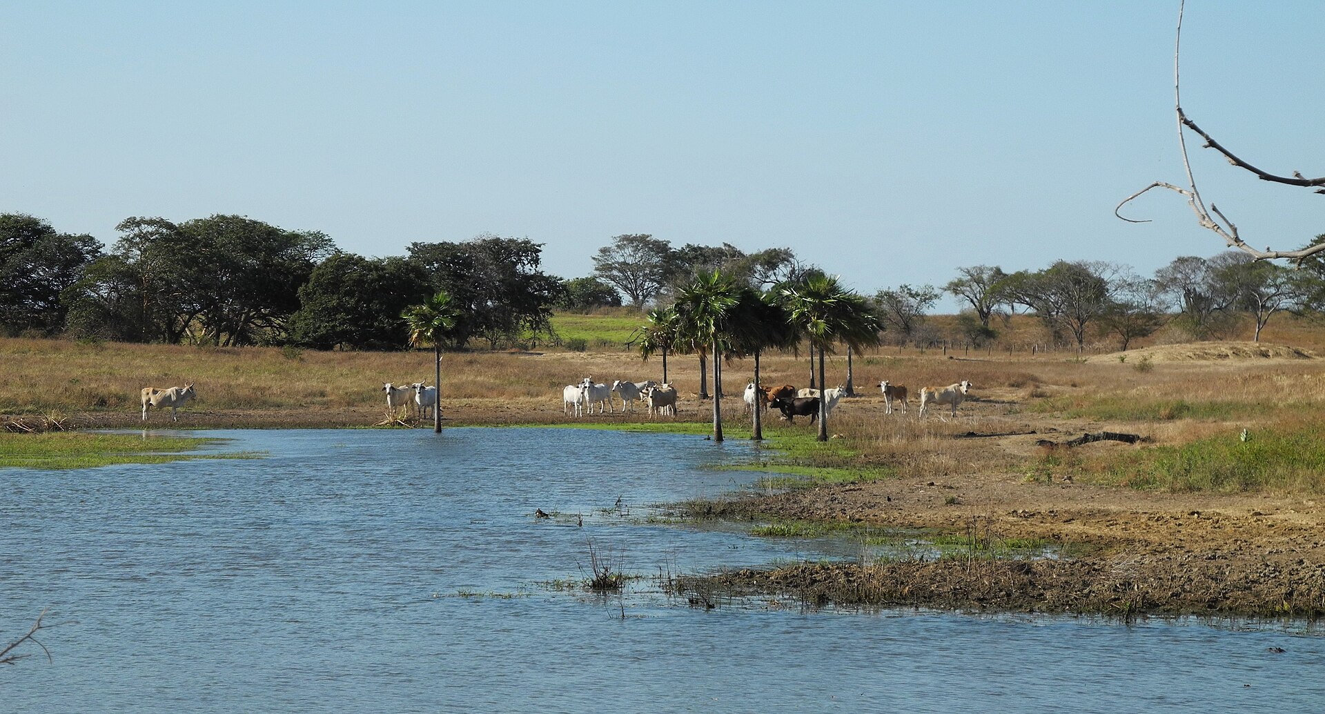 Venezuela resources: cattle grazing in the Llanos of Guárico state