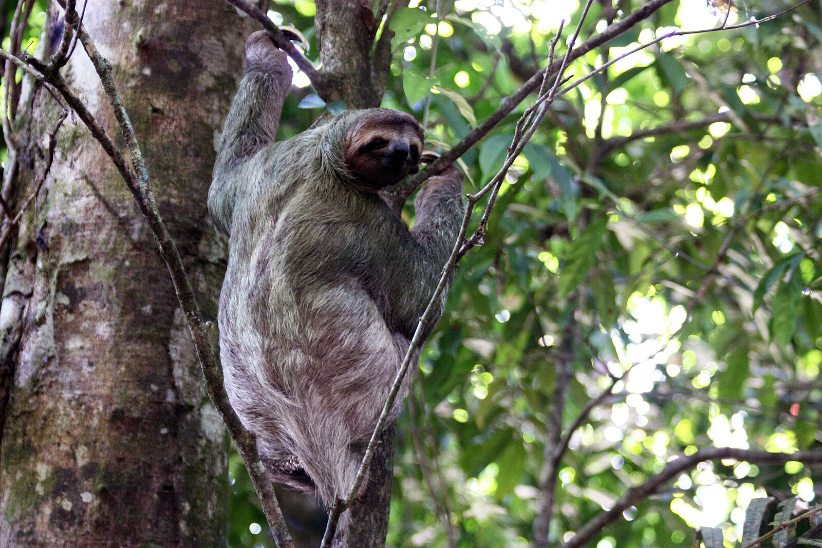 What is a sloth: a female brown-throated three-toed sloth climbing a tree in Carara National Park, Costa Rica
