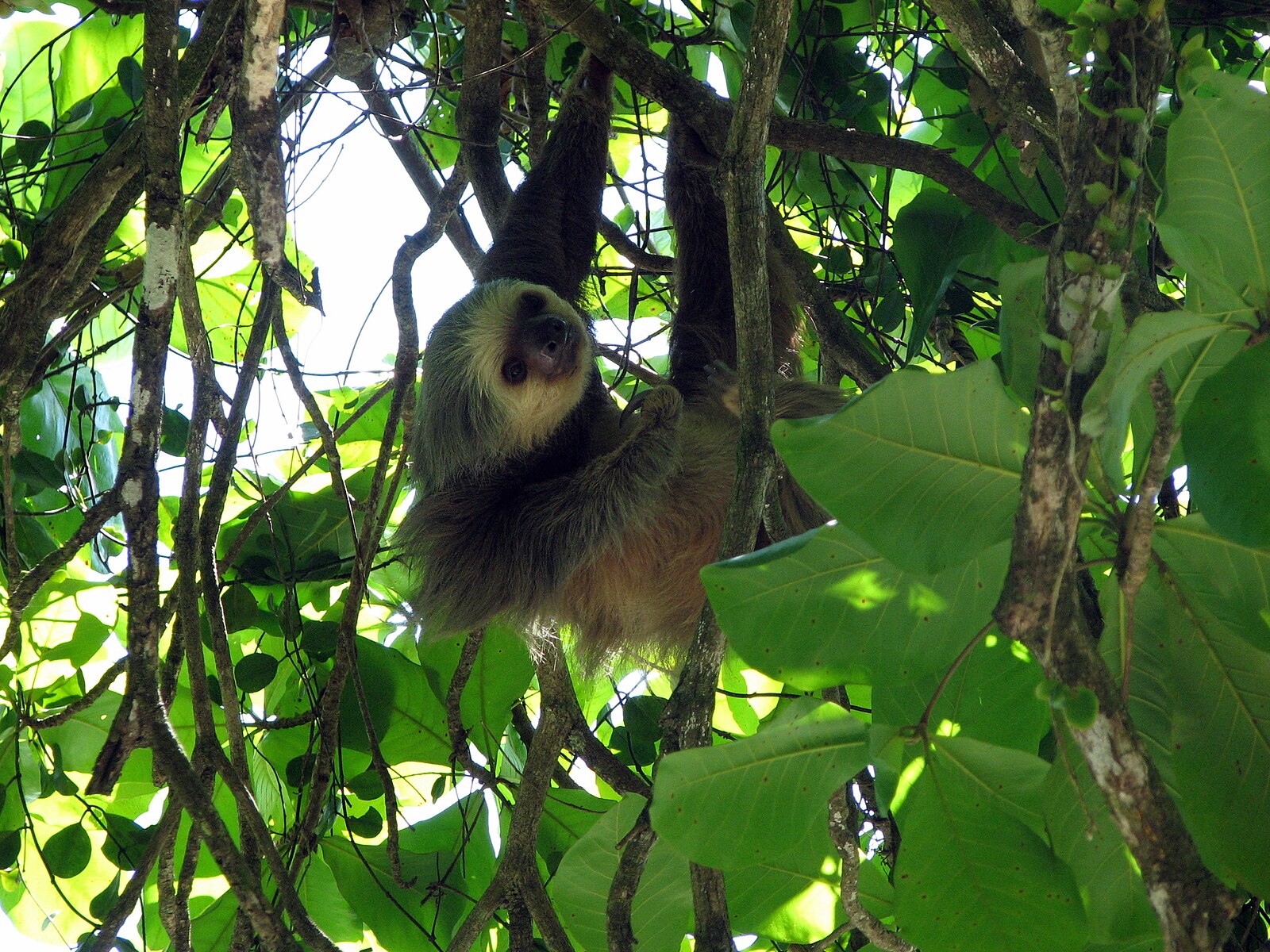 What is a sloth: a Hoffmann's two-toed sloth hanging in the canopy of Manuel Antonio National Park