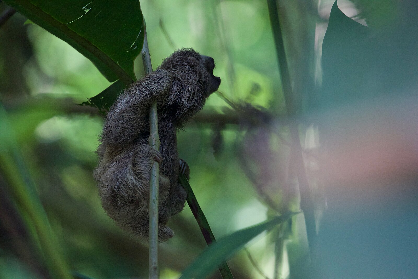 A three-toed sloth gripping a thin stem in a Costa Rican rainforest