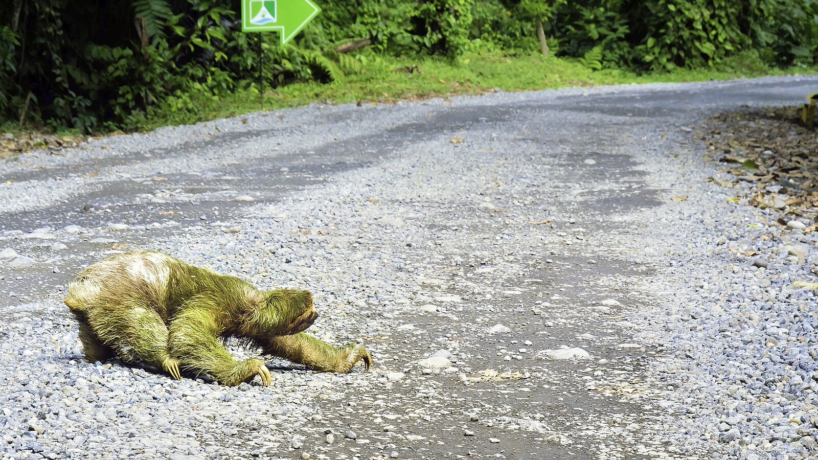 A three-toed sloth with algae-tinted fur crawling across a gravel road in Costa Rica