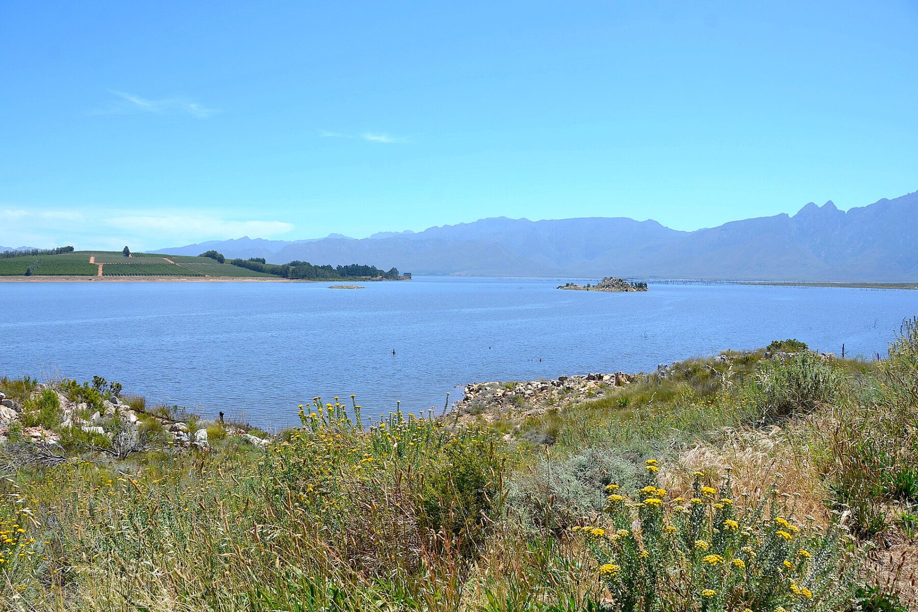 Theewaterskloof Dam in the Western Cape, a wide blue reservoir with farmland, a mountain range behind and yellow wildflowers in the foreground
