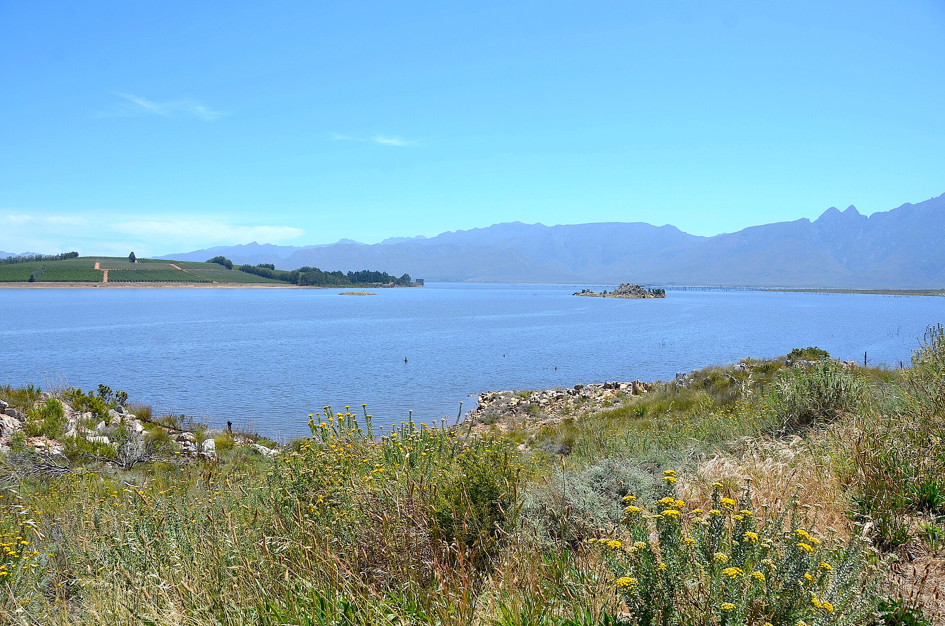 Theewaterskloof Dam in the Western Cape, a wide blue reservoir with farmland, a mountain range behind and yellow wildflowers in the foreground